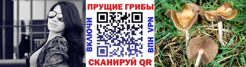 хочу Тихвин Галлюциногенные грибы мицелий